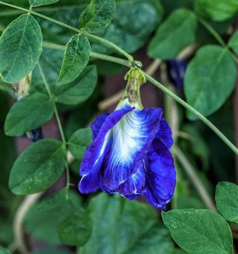 Blue Butterfly Pea