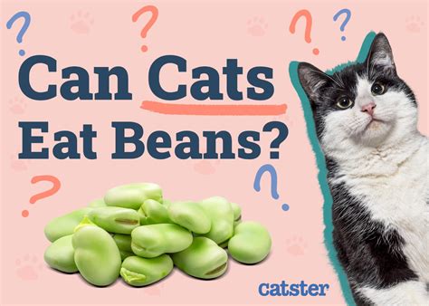 Can Cats Eat Beans Vet Approved Nutritional Facts Faq Catster Can Cats Eat Beans Vet Approved Nutritional Facts Faq Catster