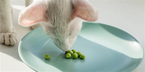 Can Cats Eat Beans