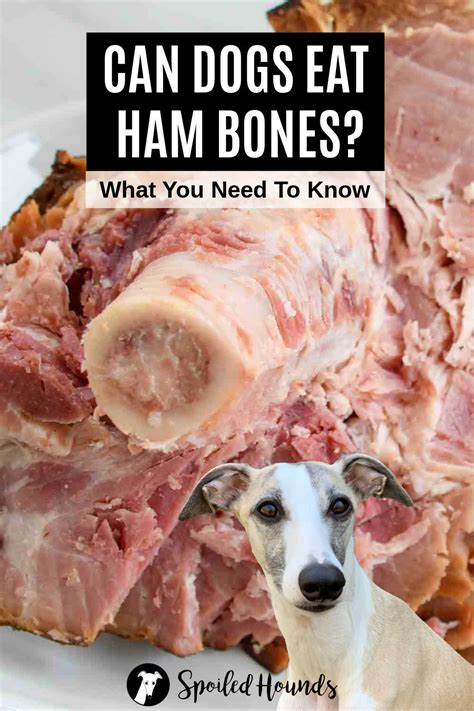 Can Dogs Have Ham Bones