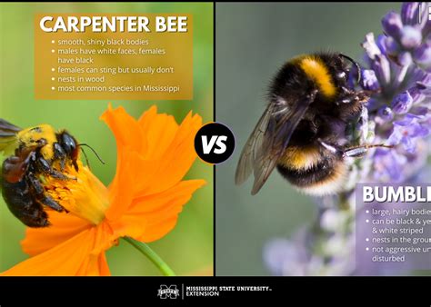 Carpenter Bee Vs Bumble Bee