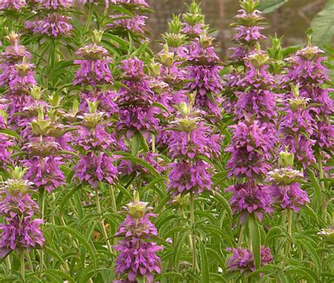 Lemon Mint Bee Balm